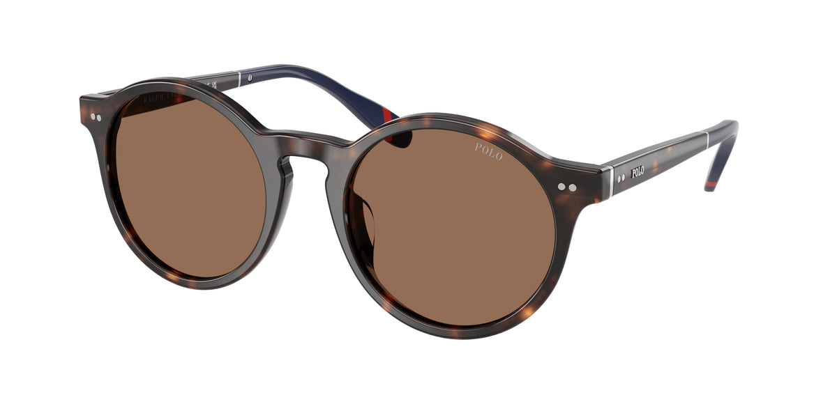POLO 0PH4204U SHINY DARK HAVANA phantos sunglasses by POLO